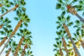 Lines of Towering Palm Trees against Blue Background Royalty Free Stock Photo