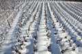 Lines of vines in the snow Royalty Free Stock Photo