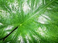 Lines and Water Drops on Caladium Leaf Royalty Free Stock Photo