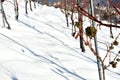 Lines of white grape vines in the snow Royalty Free Stock Photo