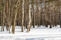 Lines of Winter Tree Trunks in a Park in White Snow Royalty Free Stock Photo