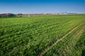 Lines of young green shoots on field