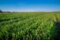 Lines of young green shoots on field