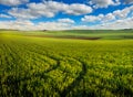 young green shoots on spring field Royalty Free Stock Photo