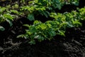 The lines of young potato sprouts grow on cultivated soil in a vegetable garden. Growing vegetables at home.