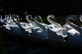 Lineup of swan rides in the lake at a park Royalty Free Stock Photo