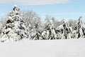 Snow Covered Trees in a lineup