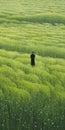 Linfam Art Han Yang Field Of Grass - Surreal Figurative Art