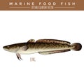 Ling. Marine Food Fish