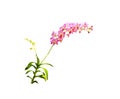 Ling pink orchids dendrobium fresh flowers branch isolated on white background , clipping path Royalty Free Stock Photo