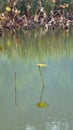 Lingbao wetland