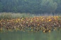 Lingbao wetland