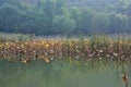 Lingbao wetland