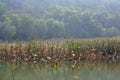 Lingbao wetland