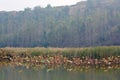 Lingbao wetland
