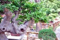 Lingering Garden bonsai