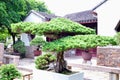 Lingering Garden bonsai