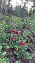 Lingon berries in the woods Royalty Free Stock Photo