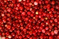Lingonberries Royalty Free Stock Photo