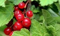 LINGONBERRIES Royalty Free Stock Photo