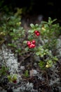 Lingonberries Royalty Free Stock Photo