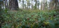 Lingonberries Royalty Free Stock Photo