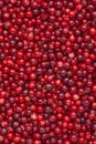 Lingonberries background. Royalty Free Stock Photo