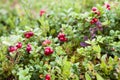 Lingonberries on Bush Royalty Free Stock Photo