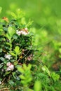 Lingonberries or cowberries flowers blooming. forest plants in summer