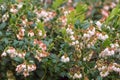 Lingonberries during flowering in May lingonberries, mountain cranberries or lingonberries. Medicinal plant.