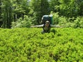 Lingonberries in forest