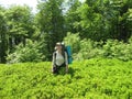 Lingonberries in forest