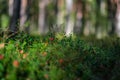 Lingonberries in green forest bed in summer