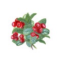 Lingonberries and mint sprigs. Peppermint, forest ripe berries. Fragrant greens and juicy red cranberry. Watercolor Royalty Free Stock Photo