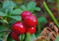 Lingonberries are ripe filled with juice you can collect Royalty Free Stock Photo