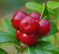 Lingonberries are ripe filled with juice you can collect Royalty Free Stock Photo