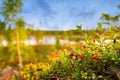 Lingonberries Royalty Free Stock Photo