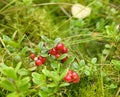 Lingonberry Royalty Free Stock Photo
