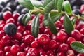 Lingonberry Royalty Free Stock Photo