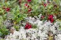 Lingonberry Royalty Free Stock Photo