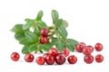 Lingonberry