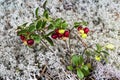 Lingonberry berries on a background of lichen in the forest