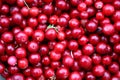 Lingonberry Berries. Uniform texture of fruits. Ripe. Reds. Pattern. Autumn blanks for the winter. Gifts of the forest.