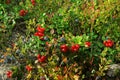 Lingonberry and blueberry shrubs with red, blue and ripe berries in the forest