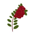 Lingonberry branch on a white background. Bright saturated colors. Your design element.