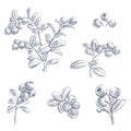 Lingonberry branches in engraving style Royalty Free Stock Photo