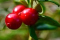 Lingonberry