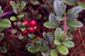 Lingonberry bush in autumn. Red bright berries. Selective focus