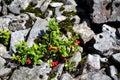 Lingonberry bush with berries among stones. Wild cowberry