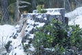 Lingonberry bushes on the stump and near the old stump Royalty Free Stock Photo